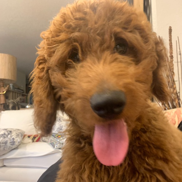 bshaggy